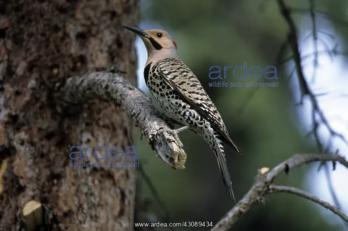 : Northern Flicker : Northern Flicker