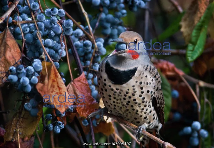 : Northern Flicker : Northern Flicker