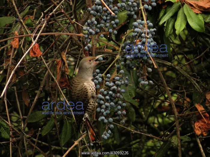 : Northern Flicker : Northern Flicker