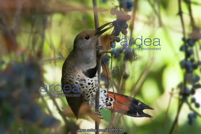: Northern Flicker : Northern Flicker