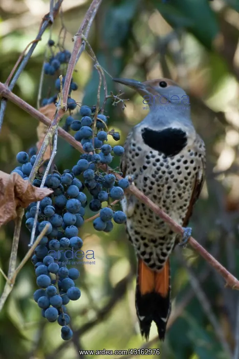 : Northern Flicker : Northern Flicker