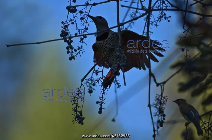 : Northern Flicker : Northern Flicker
