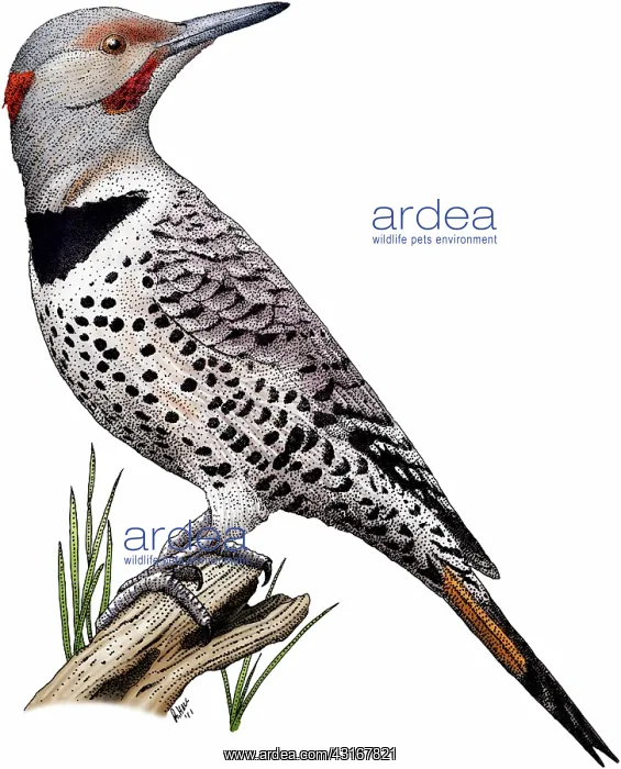 : Northern Flicker : Northern Flicker