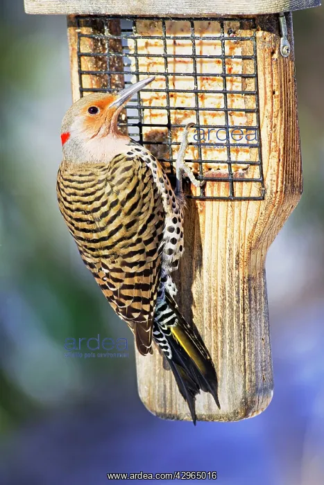 : Northern Flicker - Adult female on suet feeder : Northern Flicker - Adult female on suet feeder