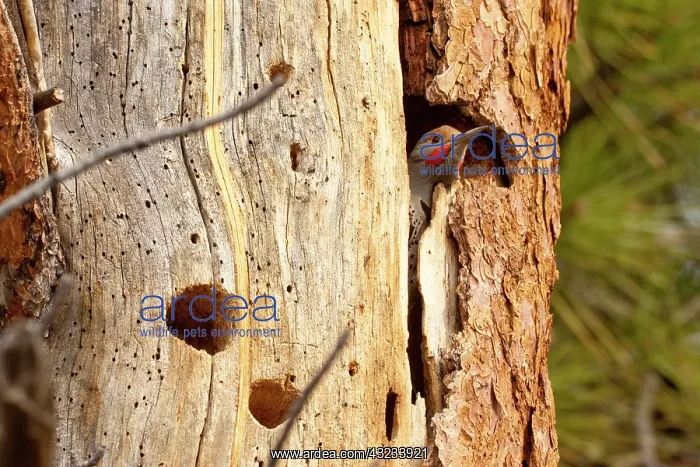 : A Northern Flicker (Colaptes auratus) checks : A Northern Flicker (Colaptes auratus) checks
