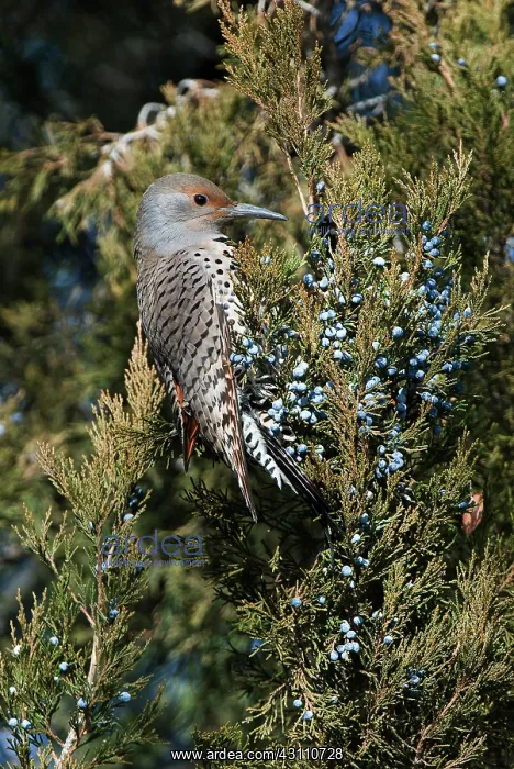 : Northern Flicker Eating Berries : Northern Flicker Eating Berries