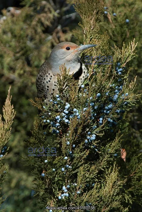 : Northern Flicker Eating Berries : Northern Flicker Eating Berries