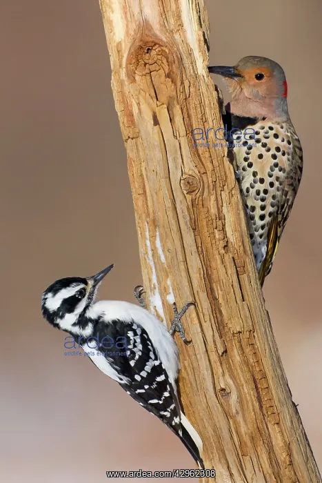 : Northern Flicker - with female Hairy Woodpecker : Northern Flicker - with female Hairy Woodpecker