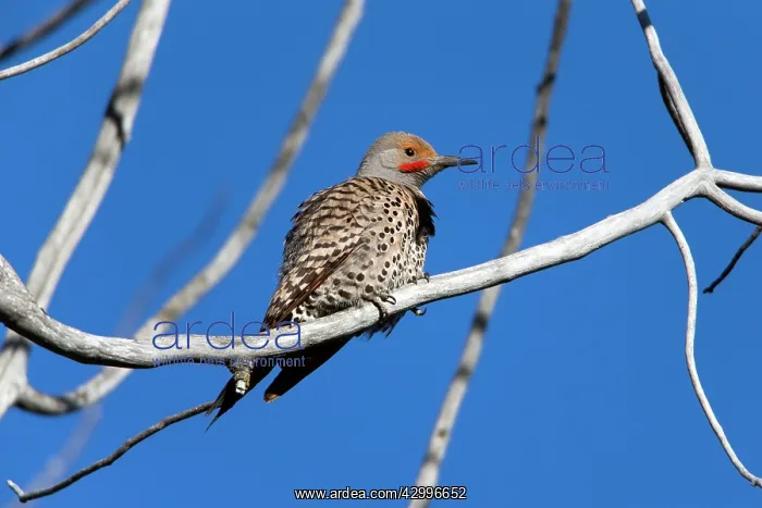 : Northern Flicker Grand Teton National Park, Wyoming : Northern Flicker Grand Teton National Park, Wyoming