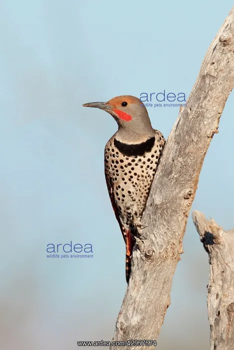 : Northern Flicker - male red-shafted race : Northern Flicker - male red-shafted race