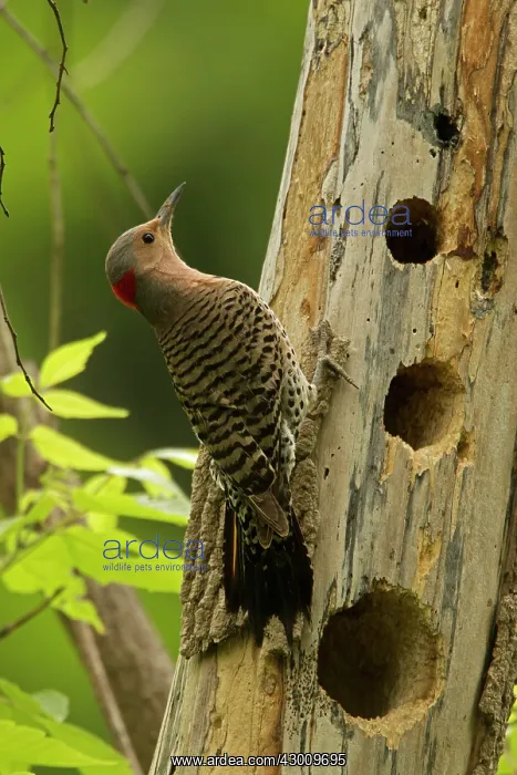 : Northern Flicker at nest : Northern Flicker at nest
