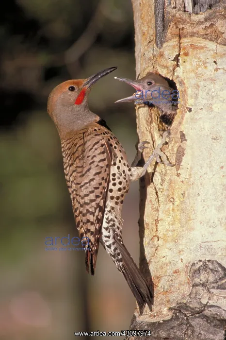 : Northern flicker at nest : Northern flicker at nest
