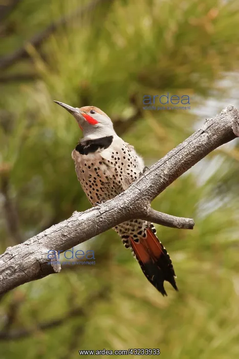 : A Northern Flicker (red-shafted) (Colaptes : A Northern Flicker (red-shafted) (Colaptes