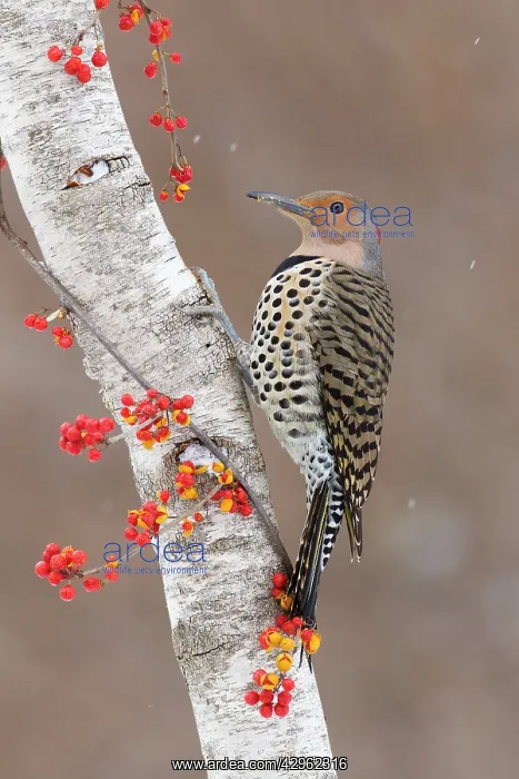 : Northern Flicker - Yellow-shafted race : Northern Flicker - Yellow-shafted race