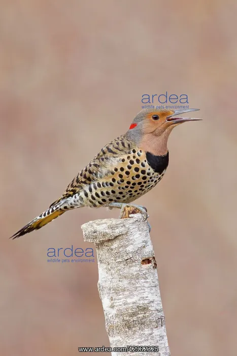 : Northern Flicker - Yellow-shafted race : Northern Flicker - Yellow-shafted race