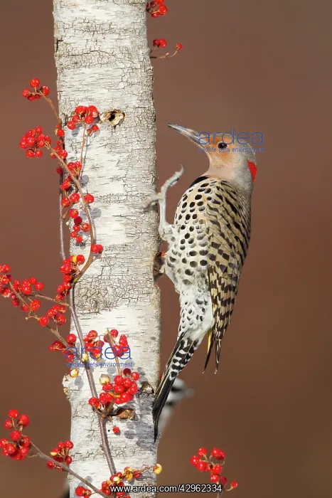 : Northern Flicker - Yellow-shafted race : Northern Flicker - Yellow-shafted race