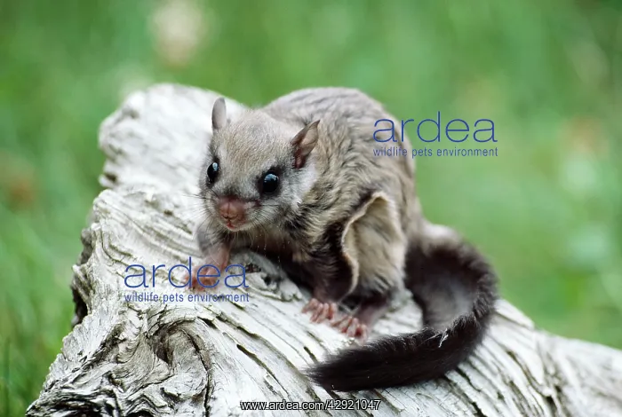 : Northern Flying Squirrel : Northern Flying Squirrel