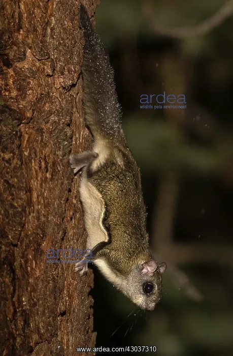 : Northern Flying Squirrel perched - Northern Flying : Northern Flying Squirrel perched - Northern Flying