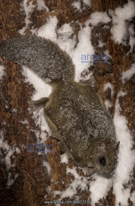 : Northern Flying Squirrel perched - Northern Flying : Northern Flying Squirrel perched - Northern Flying