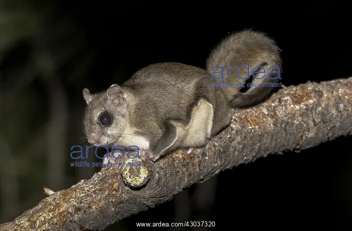 : Northern Flying Squirrel perched - Northern Flying : Northern Flying Squirrel perched - Northern Flying