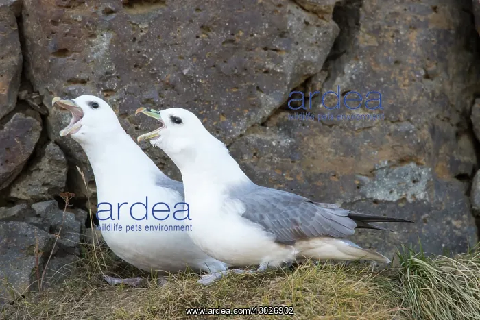  : Northern Fullma displaying pair Icland