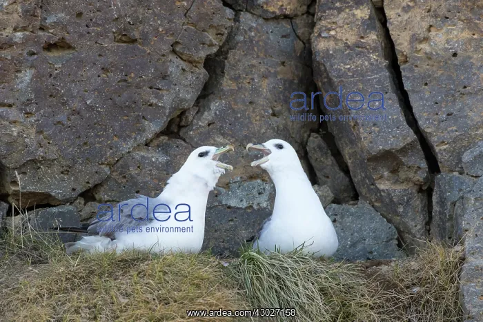  : Northern Fullma displaying pair Icland