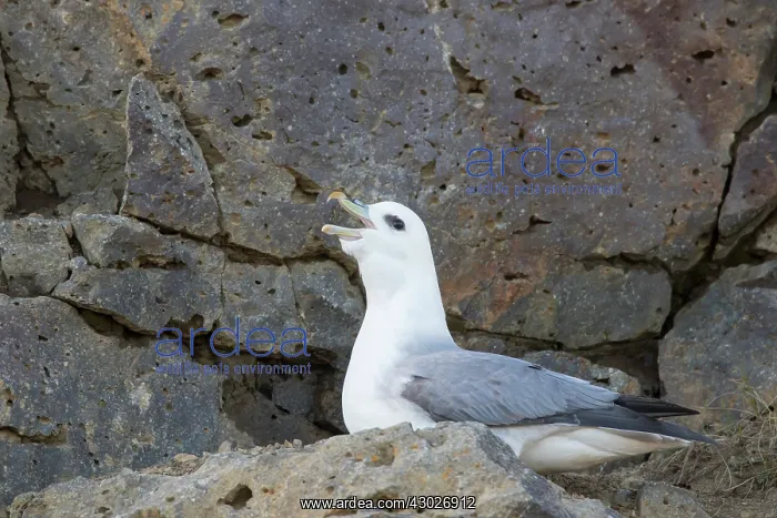  : Northern Fullmar adult bird calling Icland