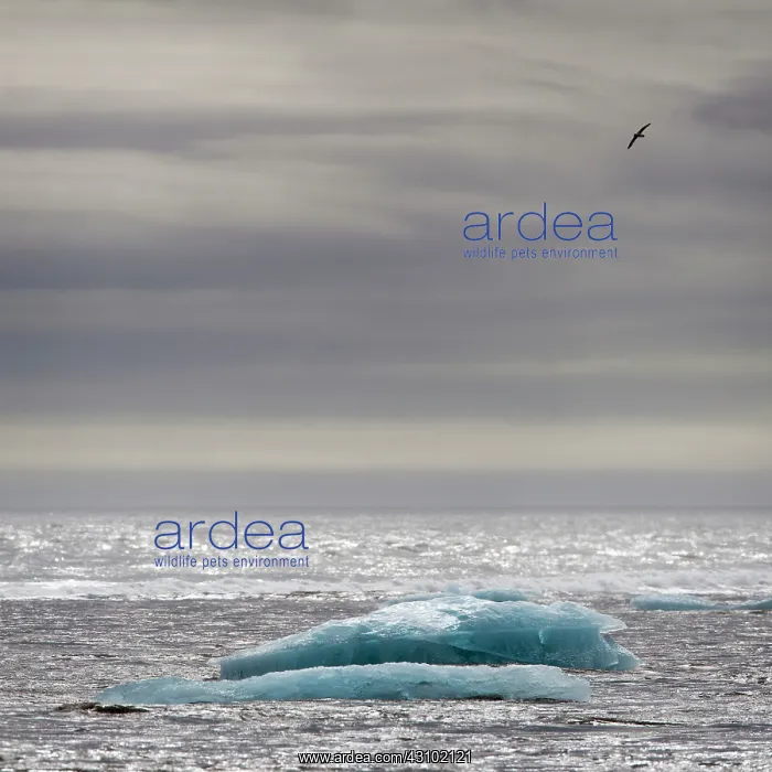 : Northern Fulmar : Northern Fulmar