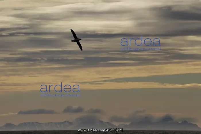 : Northern Fulmar : Northern Fulmar