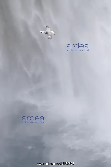 : Northern Fulmar : Northern Fulmar