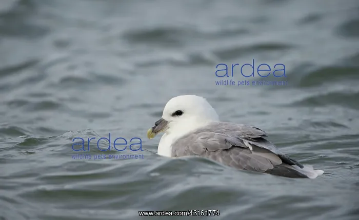 : Northern Fulmar : Northern Fulmar