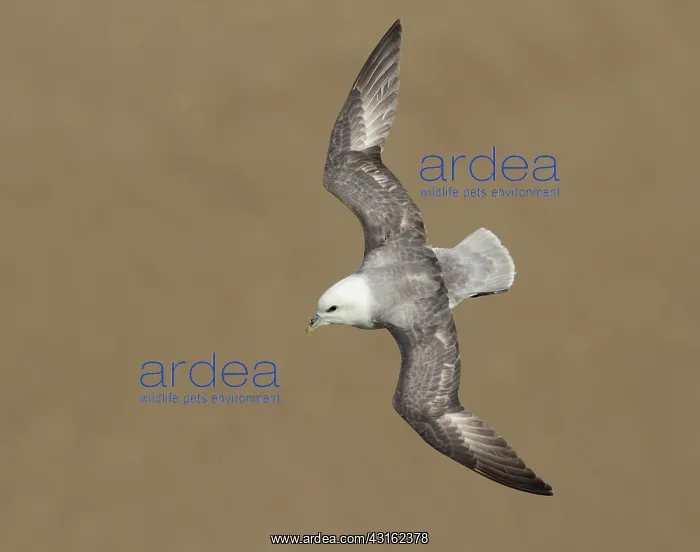 : Northern Fulmar : Northern Fulmar