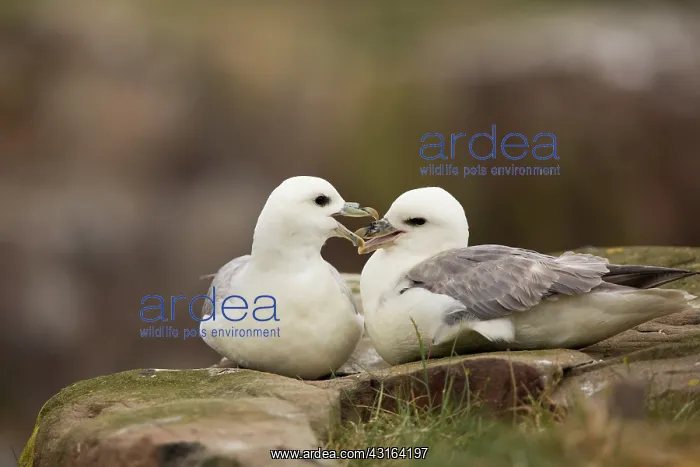 : Northern Fulmar : Northern Fulmar