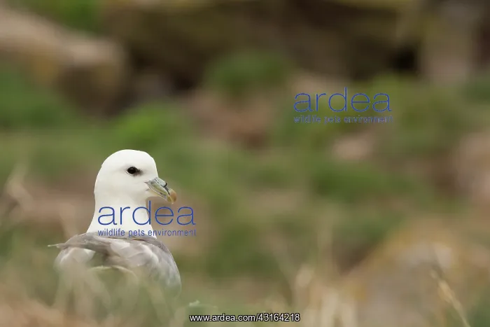 : Northern Fulmar : Northern Fulmar