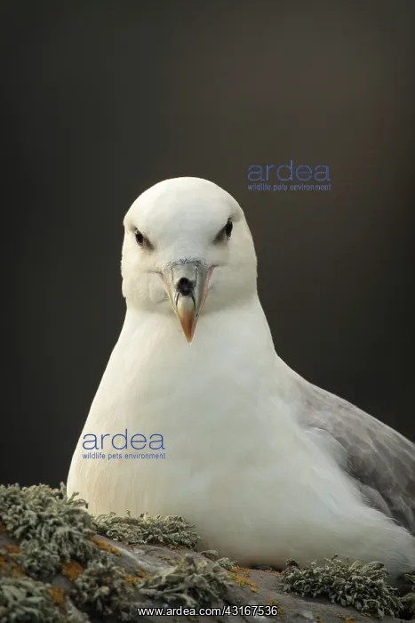 : Northern Fulmar : Northern Fulmar