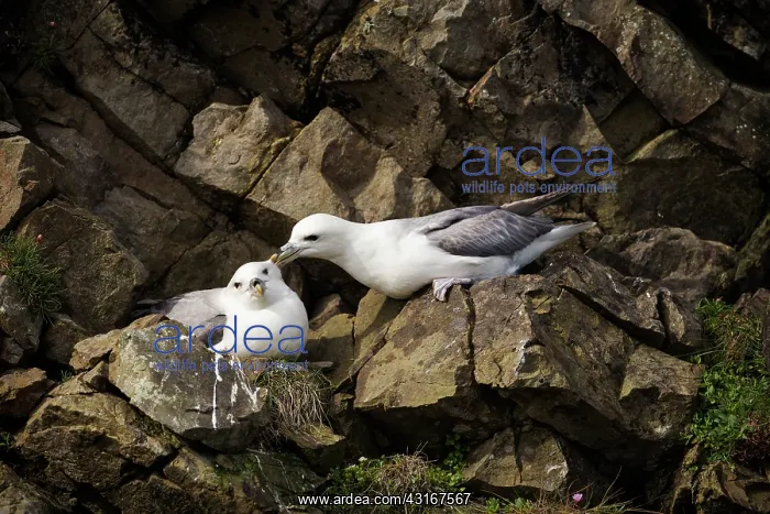 : Northern Fulmar : Northern Fulmar