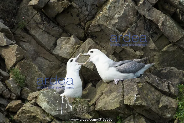 : Northern Fulmar : Northern Fulmar