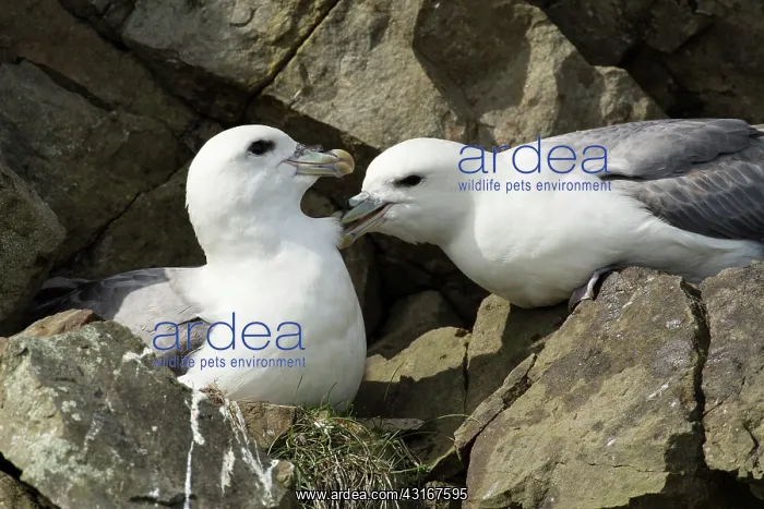 : Northern Fulmar : Northern Fulmar