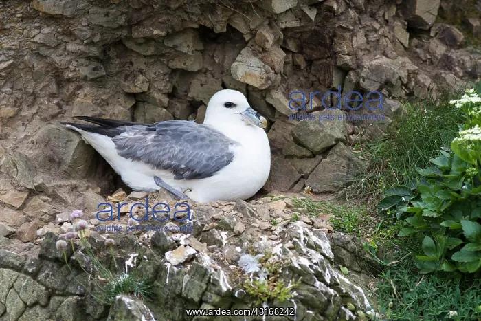 : Northern Fulmar : Northern Fulmar