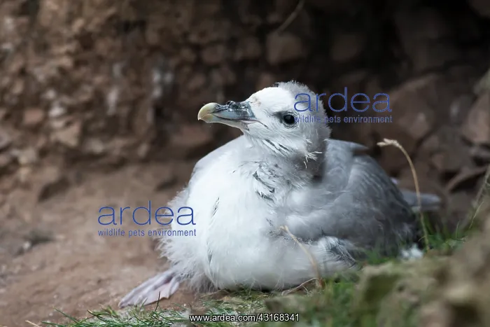 : Northern Fulmar : Northern Fulmar