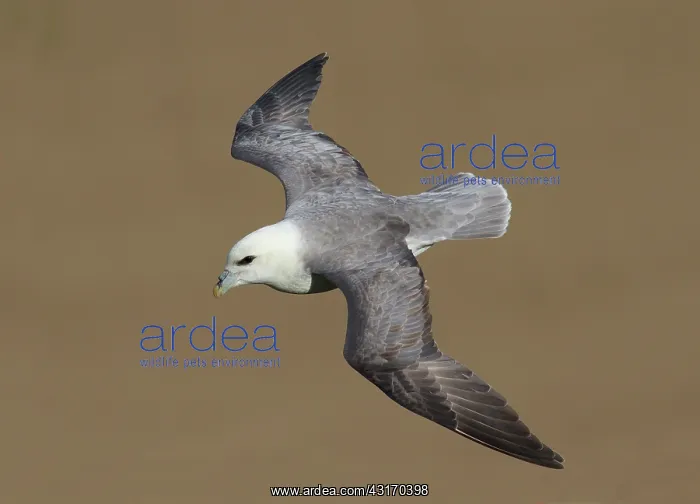 : Northern Fulmar : Northern Fulmar