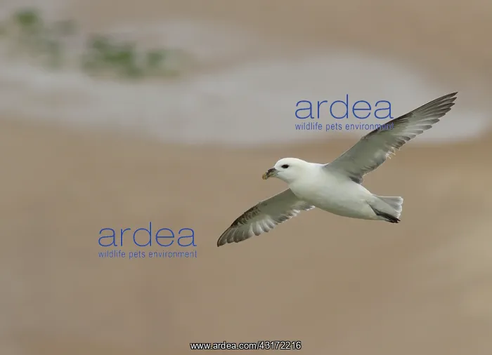 : Northern Fulmar : Northern Fulmar
