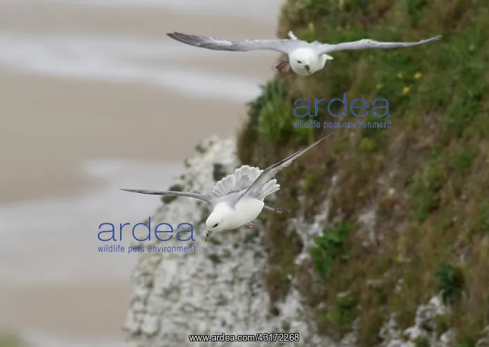 : Northern Fulmar : Northern Fulmar