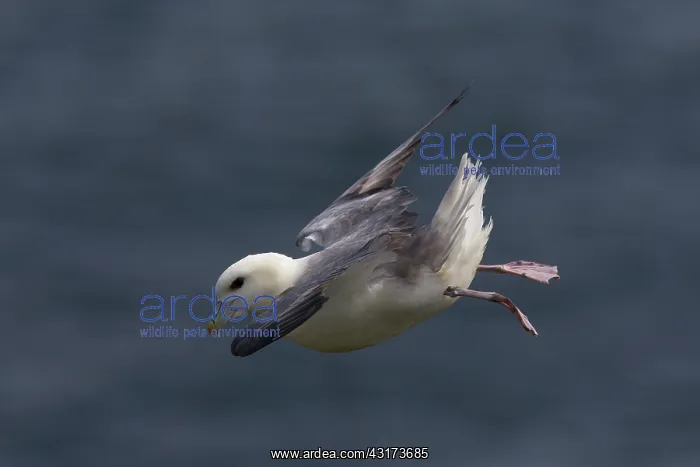 : Northern Fulmar : Northern Fulmar