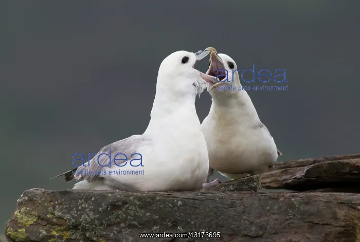 : Northern Fulmar : Northern Fulmar