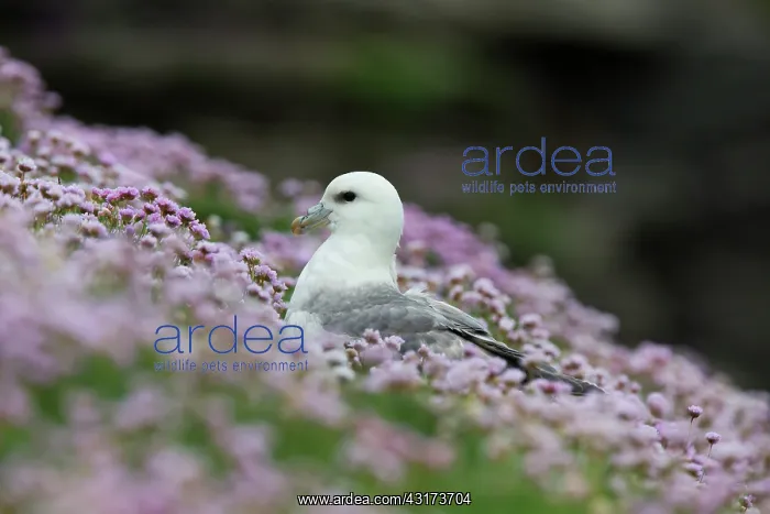 : Northern Fulmar : Northern Fulmar