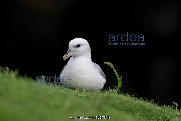 : Northern Fulmar : Northern Fulmar