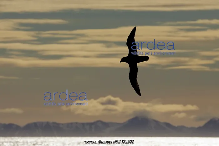 : Northern Fulmar : Northern Fulmar