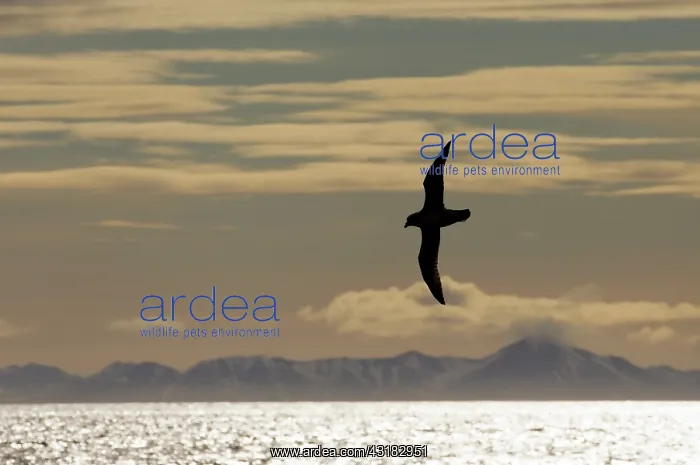 : Northern Fulmar : Northern Fulmar
