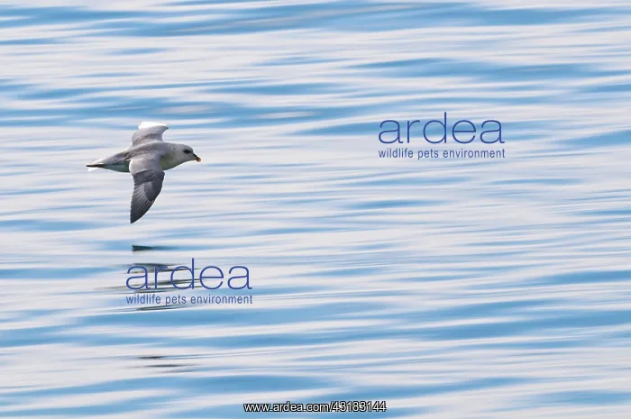 : Northern Fulmar : Northern Fulmar